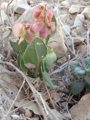 Rumex cyprius