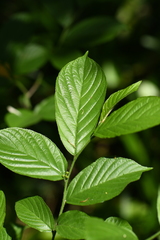 Rhamnella franguloides