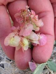 Rumex cyprius