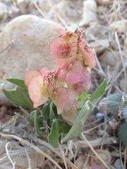 Rumex cyprius