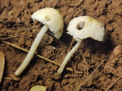 Candolleomyces tuberculatus