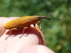 Lixus pulverulentus
