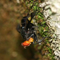 Loxoneura