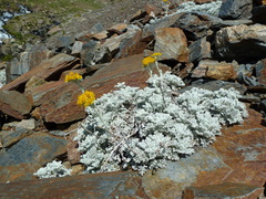 Jacobaea leucophylla