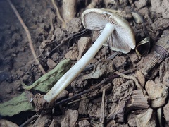 Candolleomyces tuberculatus