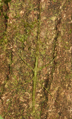 Spinoparapachymorpha spinosa