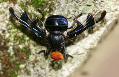 Loxoneura