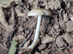 Candolleomyces tuberculatus