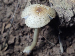 Candolleomyces tuberculatus