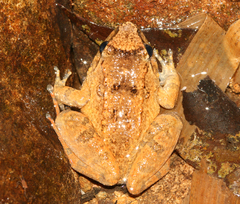 Limnonectes limborgi