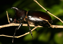 Xylotrupes mniszechi