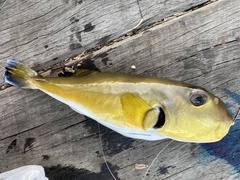 Lagocephalus inermis