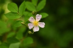 Rosa multiflora cathayensis