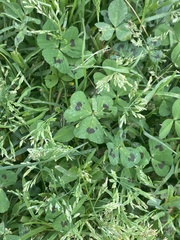 Medicago arabica