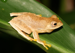 Namdapha Bush Frog photo 1