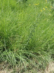 Nidorella auriculata