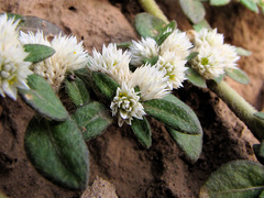 Alternanthera paronychioides