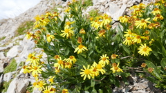 Senecio pyrenaicus
