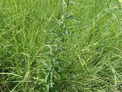 Nidorella auriculata