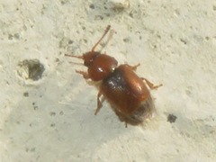 Kateretes pedicularius