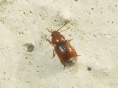Kateretes pedicularius