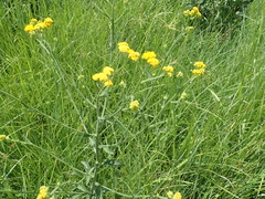 Nidorella auriculata