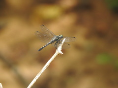 Onychothemis testacea