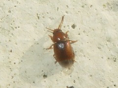 Kateretes pedicularius