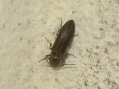 Cidnopus aeruginosus