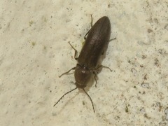 Cidnopus aeruginosus
