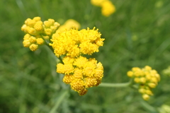 Nidorella auriculata