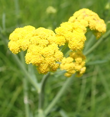 Nidorella auriculata