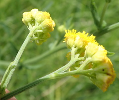 Nidorella auriculata
