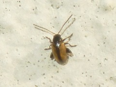 Longitarsus nasturtii