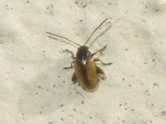 Longitarsus nasturtii