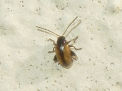 Longitarsus nasturtii