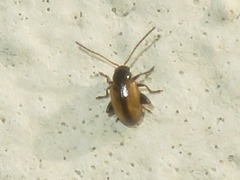 Longitarsus nasturtii