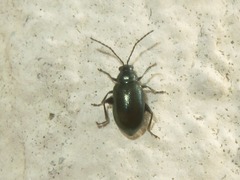 Altica lythri