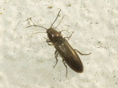Cidnopus aeruginosus