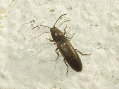 Cidnopus aeruginosus