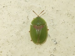 Cassida sanguinolenta