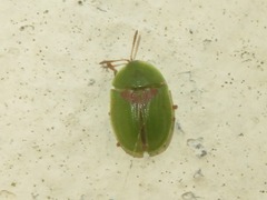 Cassida sanguinolenta