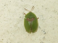 Cassida sanguinolenta