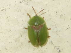 Cassida sanguinolenta