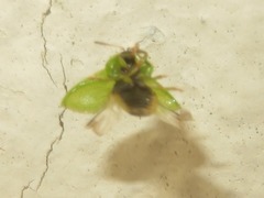 Cassida sanguinolenta