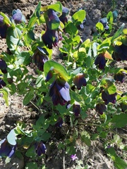 Cerinthe major purpurascens