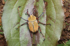 Dicronocephalus bowringi