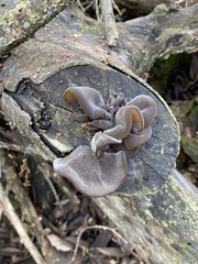 Auricularia cerrina