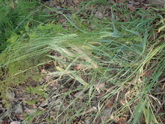 Hordeum vulgare