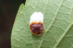 Coccinae